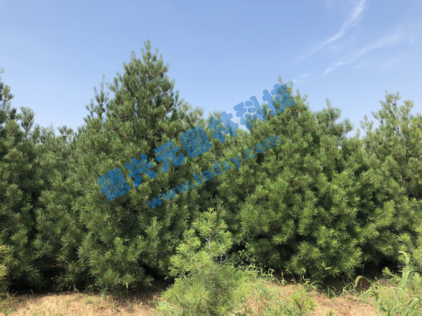 �c(di��n)���鿴Ԕ��(x��)��Ϣ��(bi��o)�}����Ƥ�� ��x�Δ�(sh��)��2386