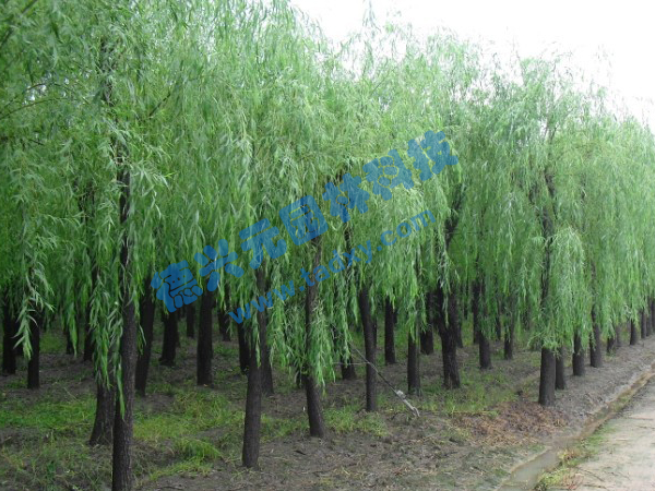 �c(di��n)���鿴Ԕ��(x��)��Ϣ��(bi��o)�}������ ��x�Δ�(sh��)��2513