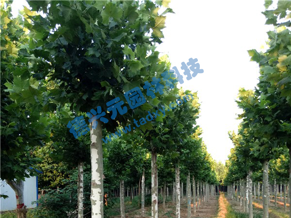 �c���鿴Ԕ����Ϣ���}����ͩ ��x�Δ���2524