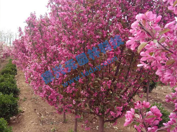 �c���鿴Ԕ����Ϣ���}���k������ ��x�Δ���2343