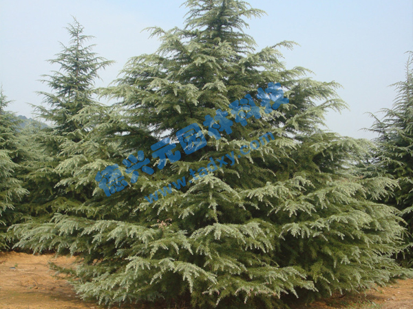 �c���鿴Ԕ����Ϣ���}��ѩ�� ��x�Δ���2045