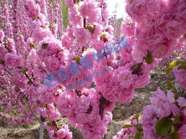 �c���鿴Ԕ����Ϣ���}���ѻ� ��x�Δ���2098